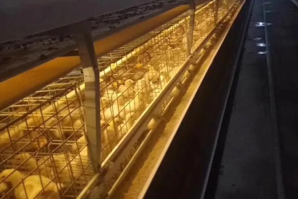 养鸡控料的最佳时段,控灯怎么控