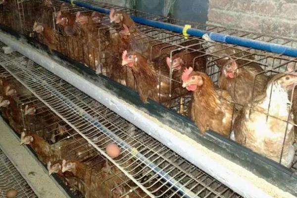 养鸡控料的最佳时段,控灯怎么控