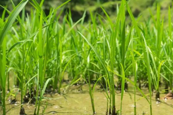 鱼蛋白对农作物的作用,鱼蛋白肥使用时间