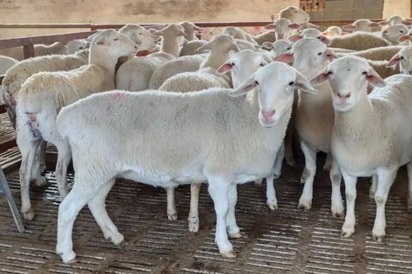 繁殖母羊饲料的最佳配方，繁殖母羊怎么喂养上膘快