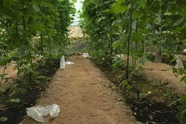 鱼蛋白对农作物的作用,鱼蛋白肥使用时间