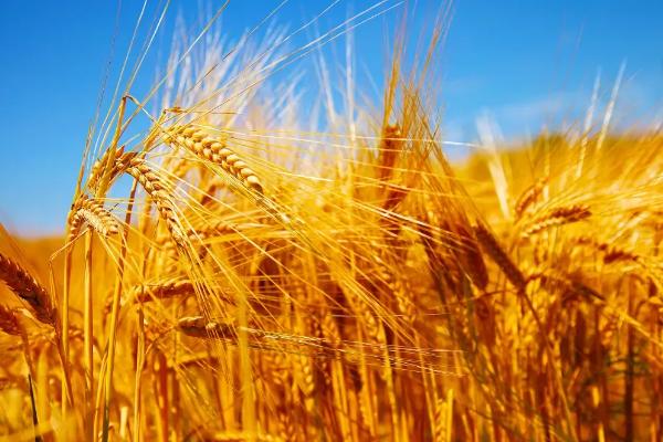 农业类型有哪些,农业类型和农业地域类型的区别