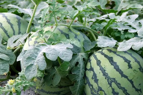 鱼蛋白对农作物的作用,鱼蛋白肥使用时间