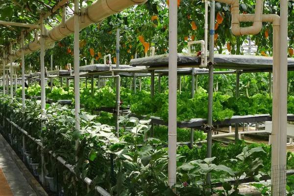 农业类型有哪些,农业类型和农业地域类型的区别