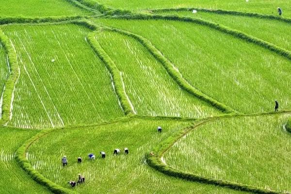 农业类型有哪些,农业类型和农业地域类型的区别