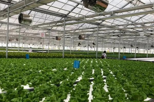 农业类型有哪些,农业类型和农业地域类型的区别