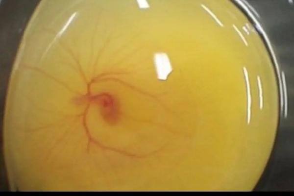 用手剥的小鸡能活吗，小鸡的孵化过程