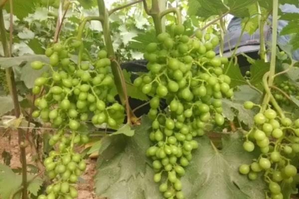 葡萄挂果后怎么管理,葡萄挂果后掉果怎么办
