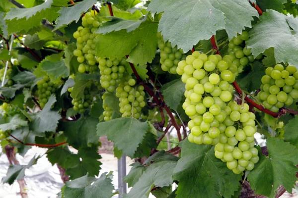 葡萄挂果后怎么管理,葡萄挂果后掉果怎么办