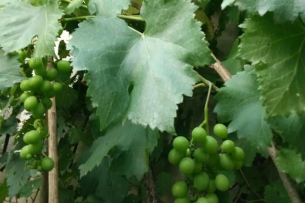 葡萄挂果后怎么管理,葡萄挂果后掉果怎么办