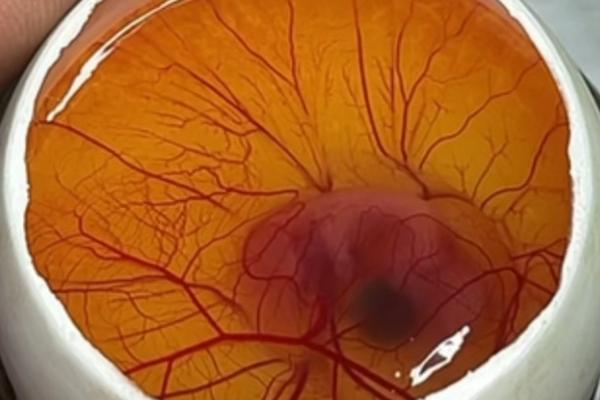 用手剥的小鸡能活吗，小鸡的孵化过程