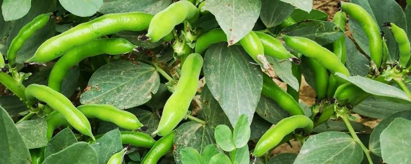 蚕豆长在地上还是树上，蚕豆生长期需要哪些肥料