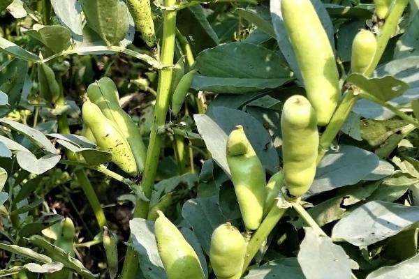 蚕豆长在地上还是树上，蚕豆生长期需要哪些肥料