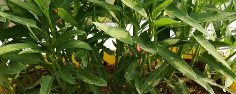 早春大棚空心菜种植技术，空心菜籽几天可以发芽