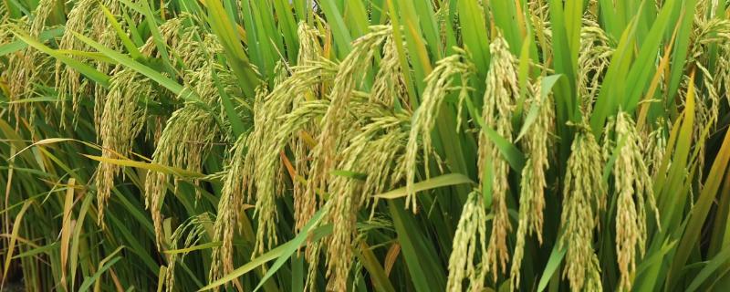 杂交育种是有性生殖吗，杂交育种的优缺点