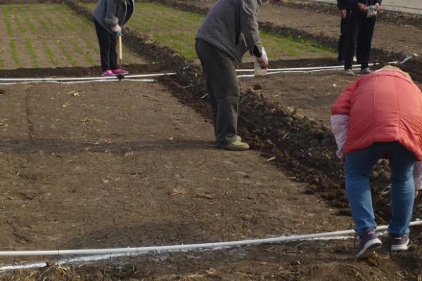把树木砍倒晒干后烧掉不经翻土直接播种叫做，常见的播种方式有几种
