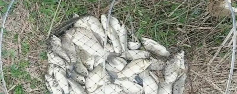 春天用花篮怎样捕鲫鱼,鲫鱼喜欢生活在哪个水层