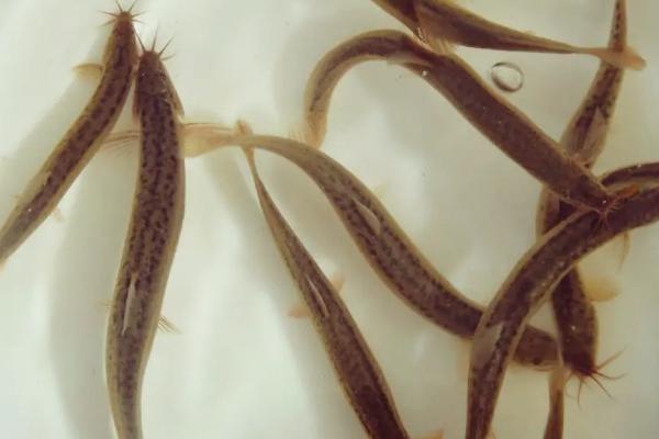 泥鳅饿多久才死，泥鳅可以和鱼一起养吗