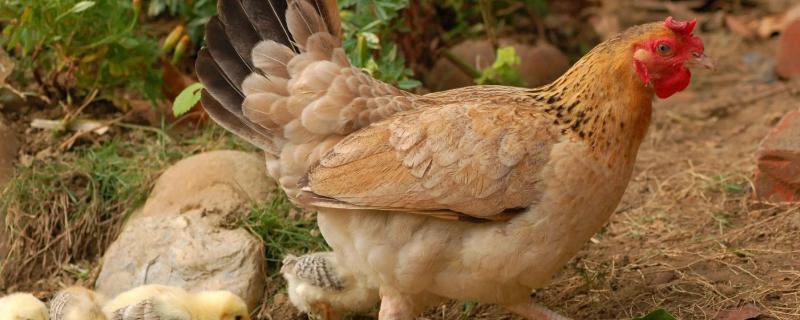 母鸡咯咯叫却不下蛋怎么回事，母鸡一般在什么时候会叫