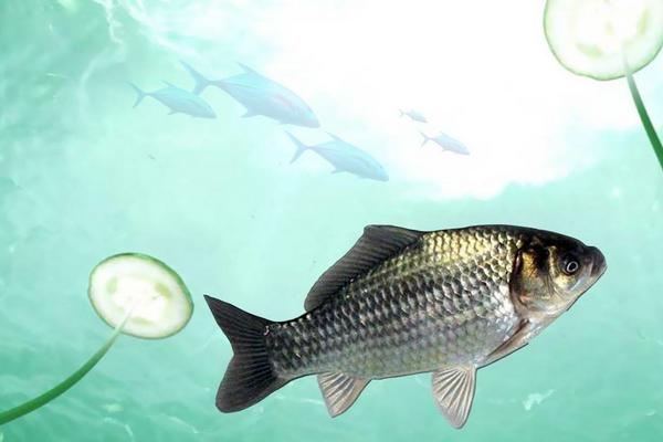 春天用花篮怎样捕鲫鱼，鲫鱼喜欢生活在哪个水层