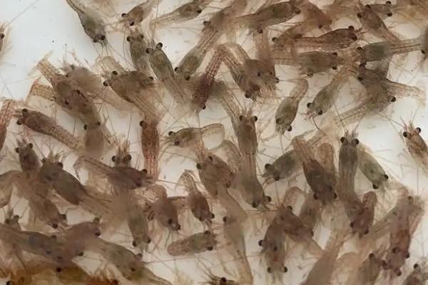 养殖小龙虾的全部流程