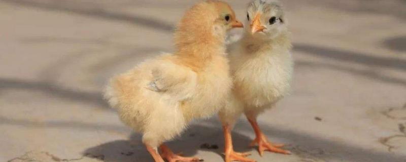 怎么判断小鸡冷不冷，小鸡冬天如何过冬