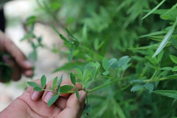 猪草是什么草,猪草喂猪生的好还是熟的好