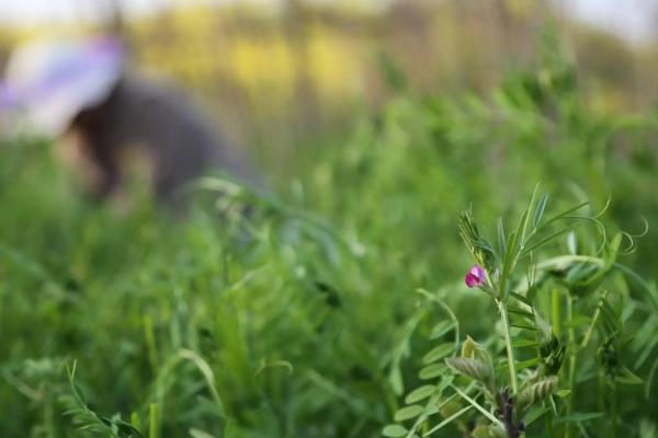 猪草是什么草,猪草喂猪生的好还是熟的好