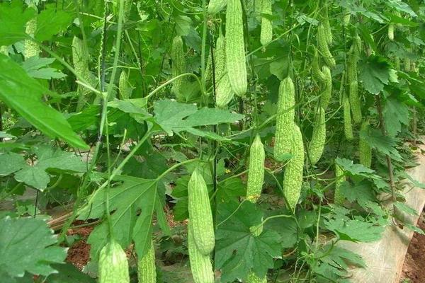 苦瓜生长的温度是多少,苦瓜为什么不能和丝瓜种在一起