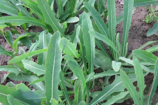 猪草是什么草,猪草喂猪生的好还是熟的好