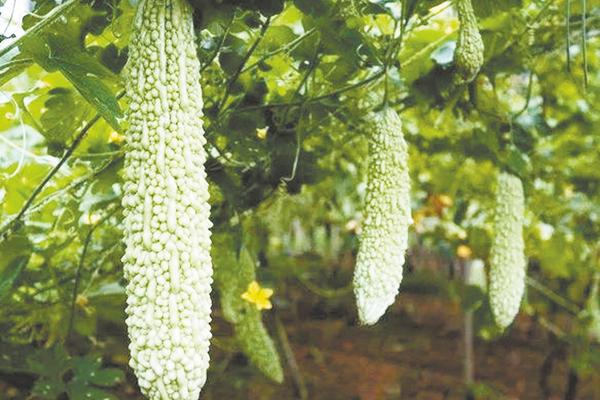 苦瓜生长的温度是多少,苦瓜为什么不能和丝瓜种在一起