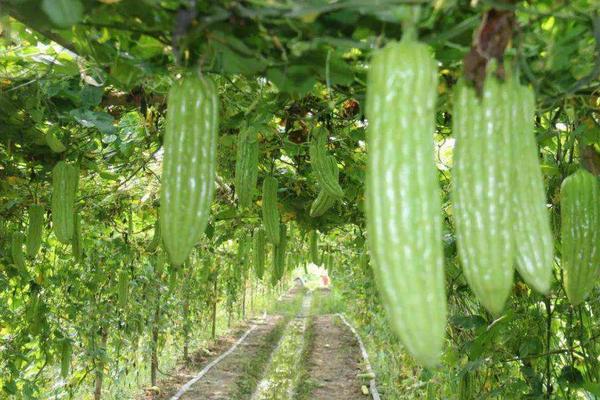 苦瓜生长的温度是多少,苦瓜为什么不能和丝瓜种在一起