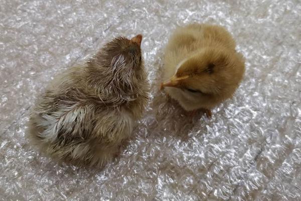 怎么判断小鸡冷不冷，小鸡冬天如何过冬