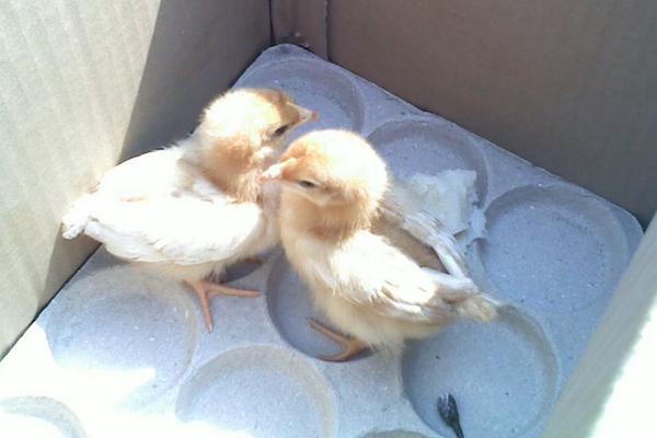 怎么判断小鸡冷不冷，小鸡冬天如何过冬