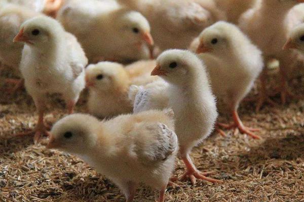 怎么判断小鸡冷不冷，小鸡冬天如何过冬