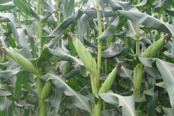 玉米氮磷钾最佳比例,玉米如何正确施肥