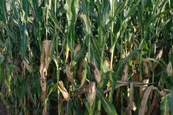 玉米氮磷钾最佳比例,玉米如何正确施肥