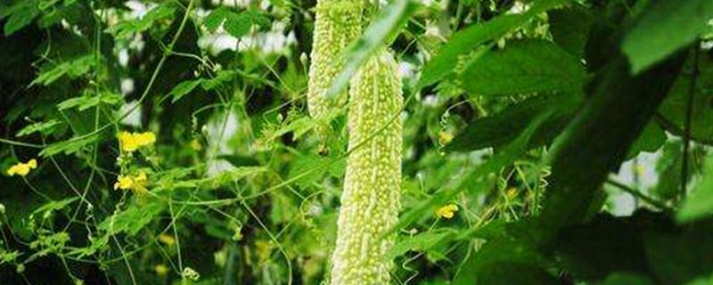 苦瓜生长的温度是多少，苦瓜为什么不能和丝瓜种在一起