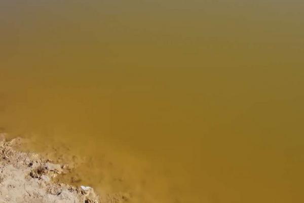 裸甲藻的处理方案，裸甲藻有什么危害