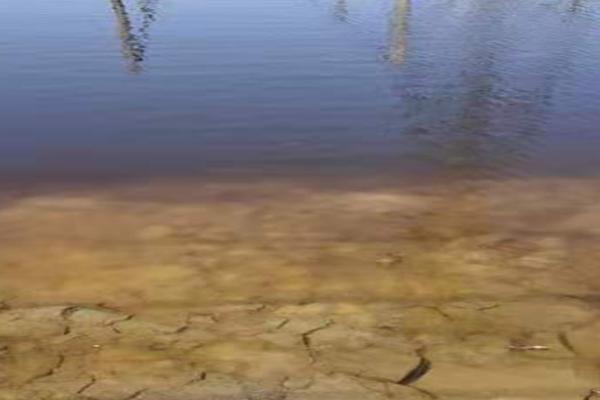 裸甲藻的处理方案，裸甲藻有什么危害