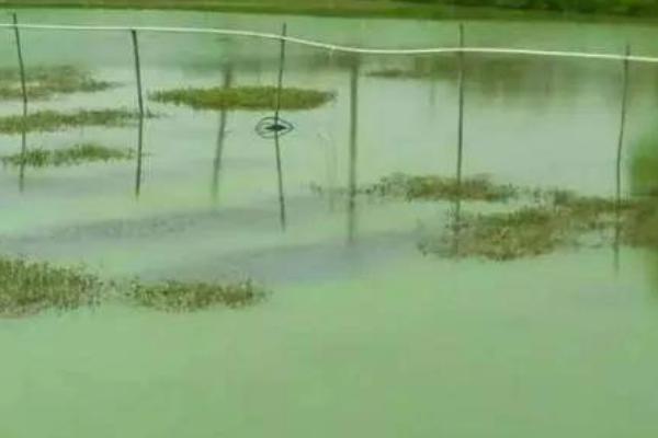 裸甲藻的处理方案，裸甲藻有什么危害