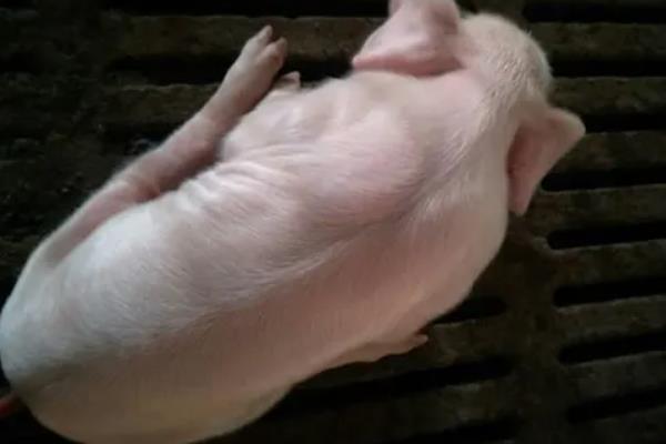 仔猪后腿站不起来怎么治疗,是什么原因引起的