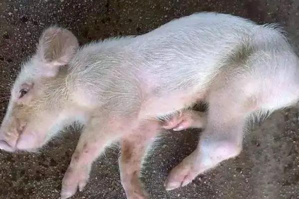 仔猪后腿站不起来怎么治疗,是什么原因引起的