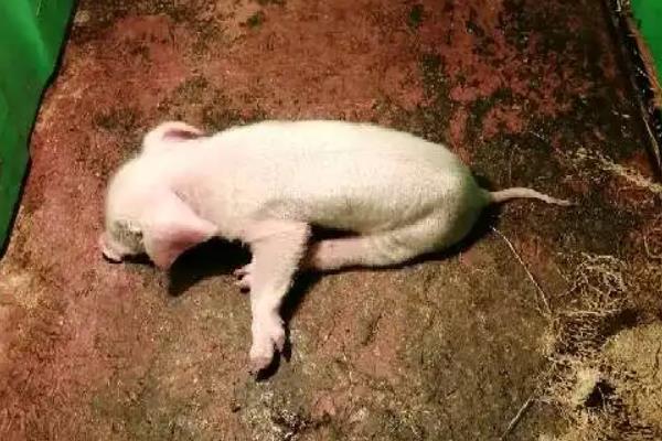 仔猪后腿站不起来怎么治疗,是什么原因引起的