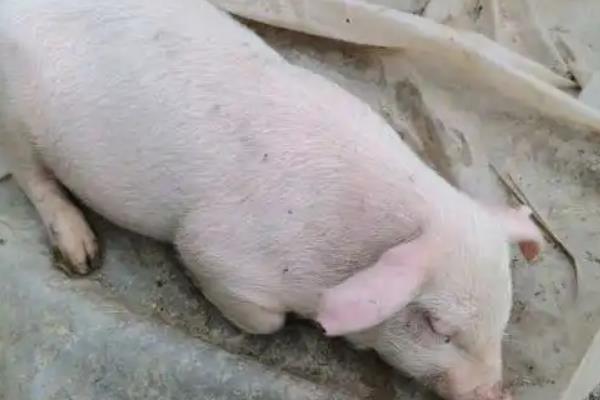 仔猪后腿站不起来怎么治疗,是什么原因引起的