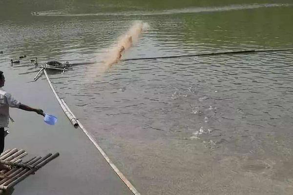 脆皖鱼的养殖方法