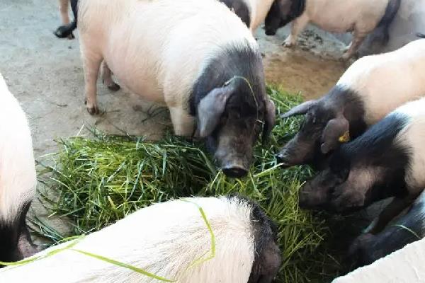 猪喜欢吃什么,养猪可以不喂饲料吗