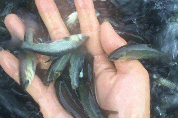 脆皖鱼的养殖方法