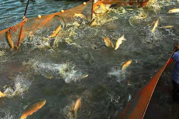 脆皖鱼的养殖方法