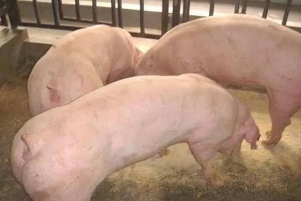 猪喜欢吃什么,养猪可以不喂饲料吗